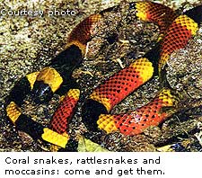 Coral snakes